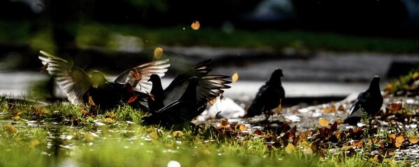 Золотая осень в Великом Новгороде Золотая осень в Великом Новгороде - Sputnik Аҧсны