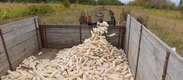 Сбор кукурузы в селе Аацы - Sputnik Абхазия