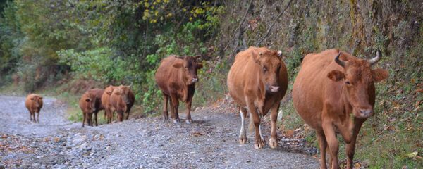 Коровы Коровы - Sputnik Абхазия