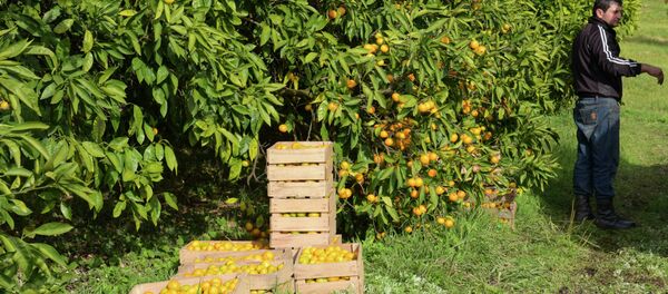 Архивное фото сбора урожая мандарин Архивное фото сбора урожая мандарин - Sputnik Абхазия