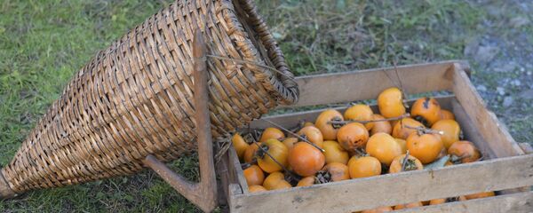 Сбор урожая хурмы. Сбор урожая хурмы. - Sputnik Абхазия