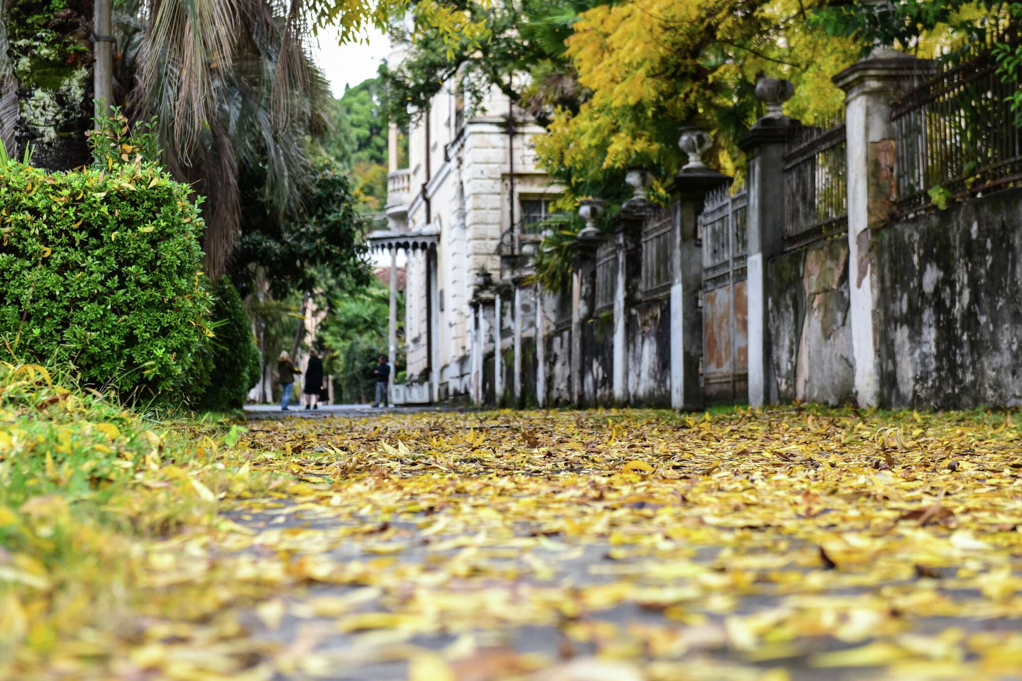 Осень Сухуми Абхазия