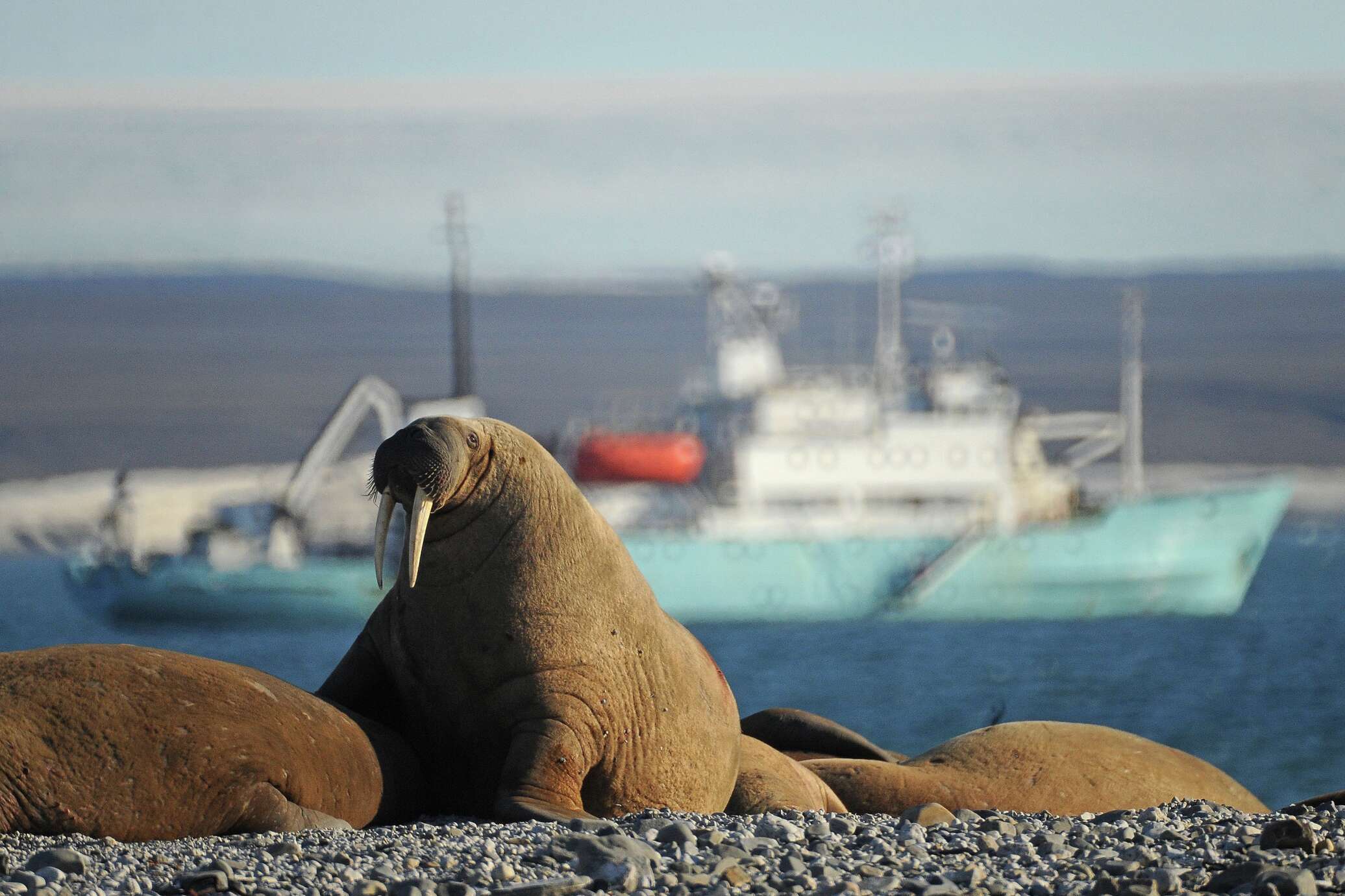Национальный парк русская Арктика Атлантический морж