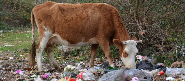 КОРОВЫ МУСОР КОРОВЫ МУСОР - Sputnik Абхазия