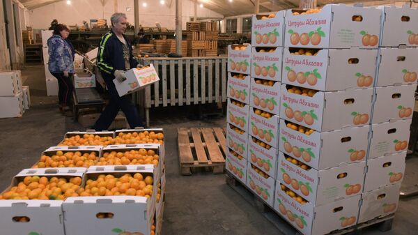 Сбор мандаринов в Абхазии - Sputnik Абхазия
