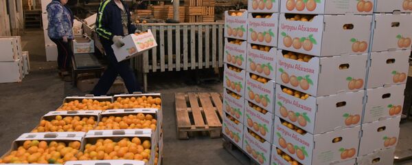 Сбор мандаринов в Абхазии - Sputnik Абхазия