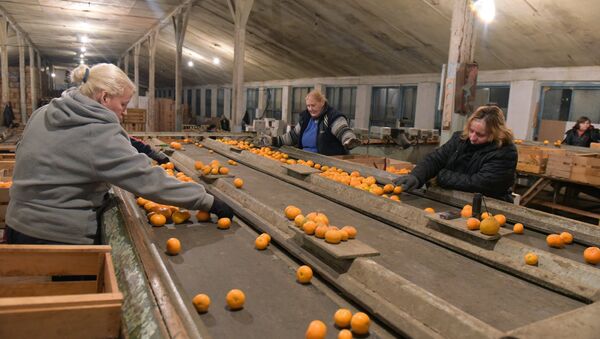Сбор мандаринов в Абхазии - Sputnik Абхазия