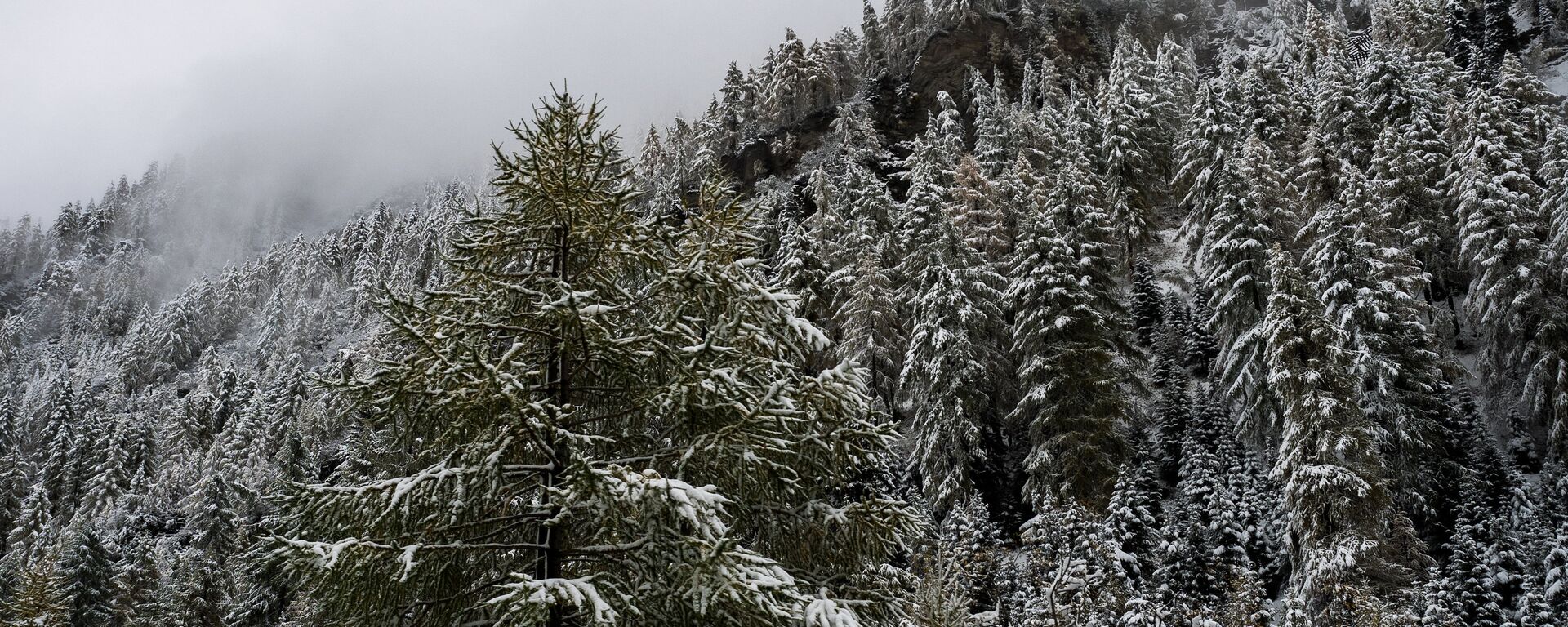 Заснеженные елки. Архивное фото. - Sputnik Абхазия, 1920, 02.12.2025