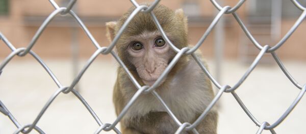 Обезьяна в сухумском питомнике. - Sputnik Абхазия