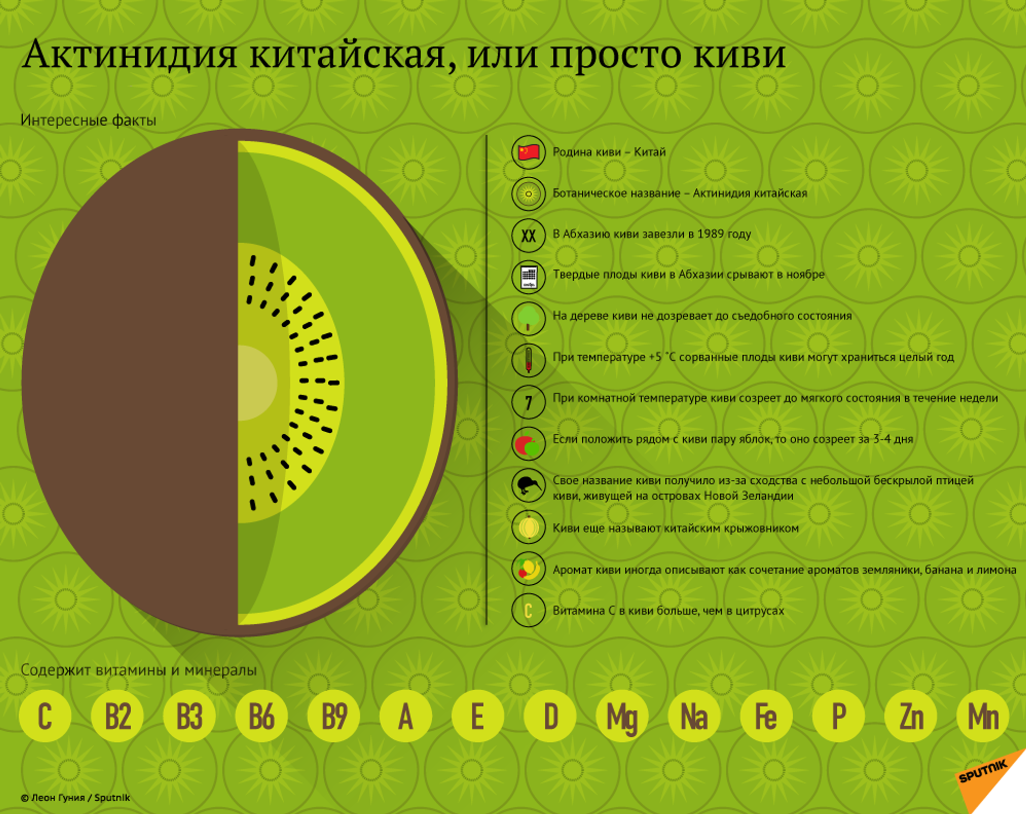 Киви род. Строение плода киви. Строение плодов киви. Строение плодов киви биология. Характеристика плода киви.