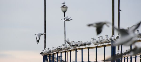 Чайки на сухумском причале. - Sputnik Абхазия