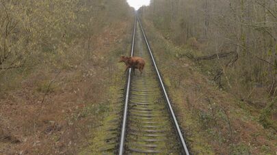 Скот на железнодорожных путях.