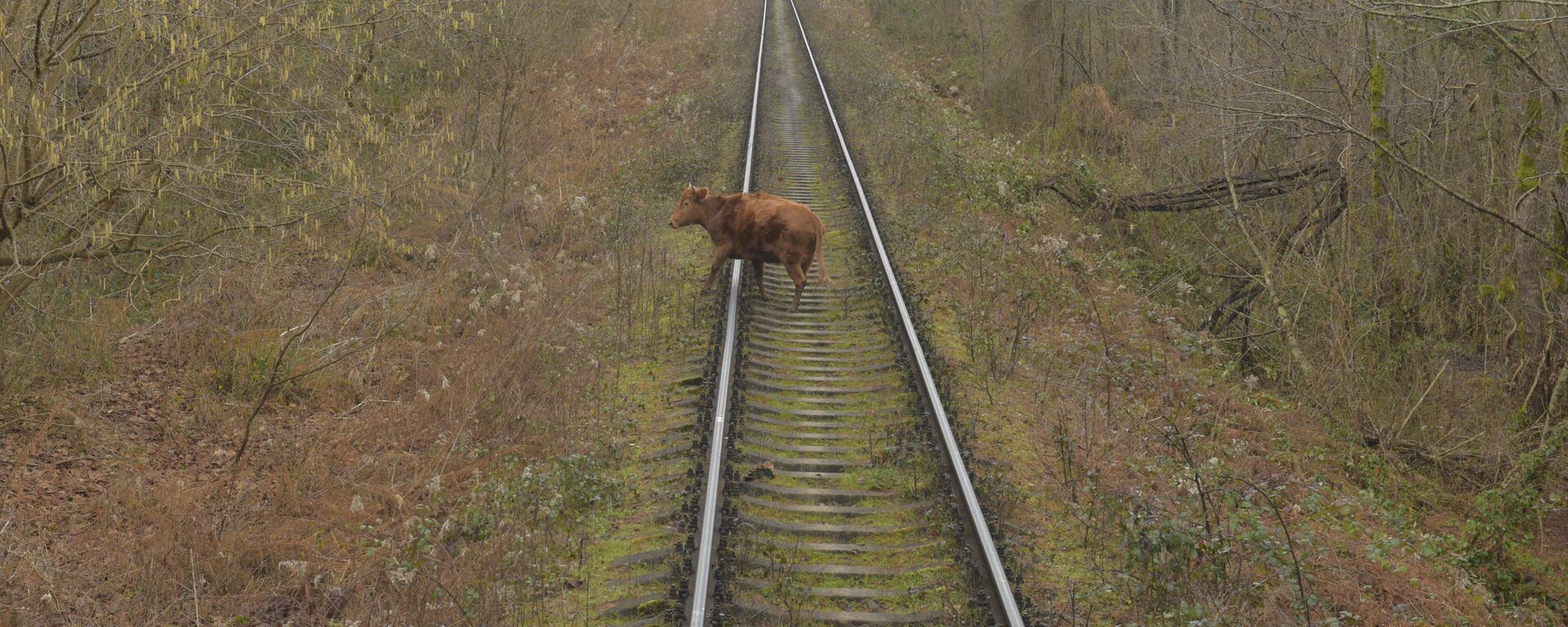 Скот на железнодорожных путях. - Sputnik Абхазия, 1920, 25.03.2026