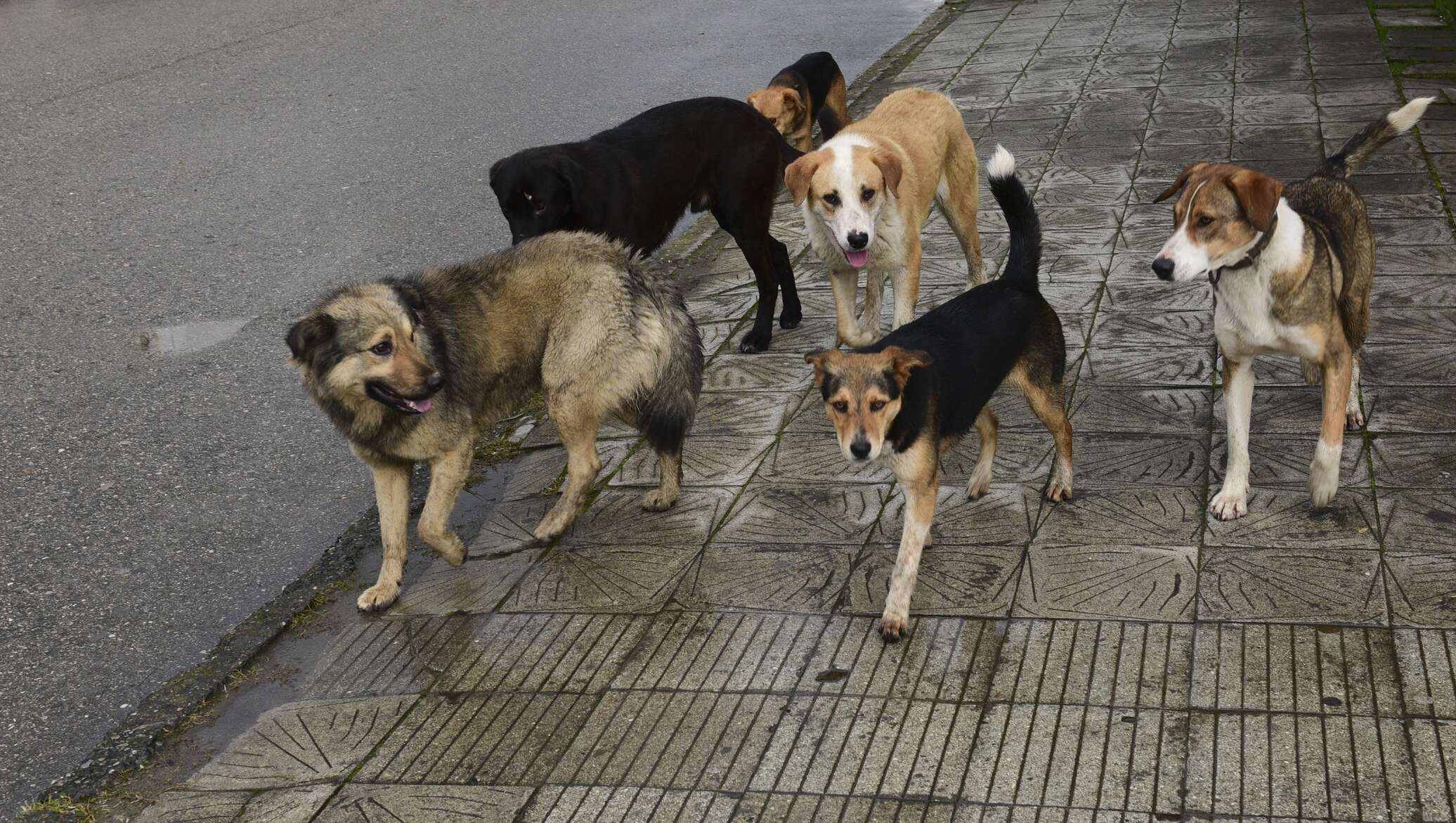 На улице жили щенки. Бездомные собаки. Стая бездомных собак. Бродячие собаки. Уличные собаки.