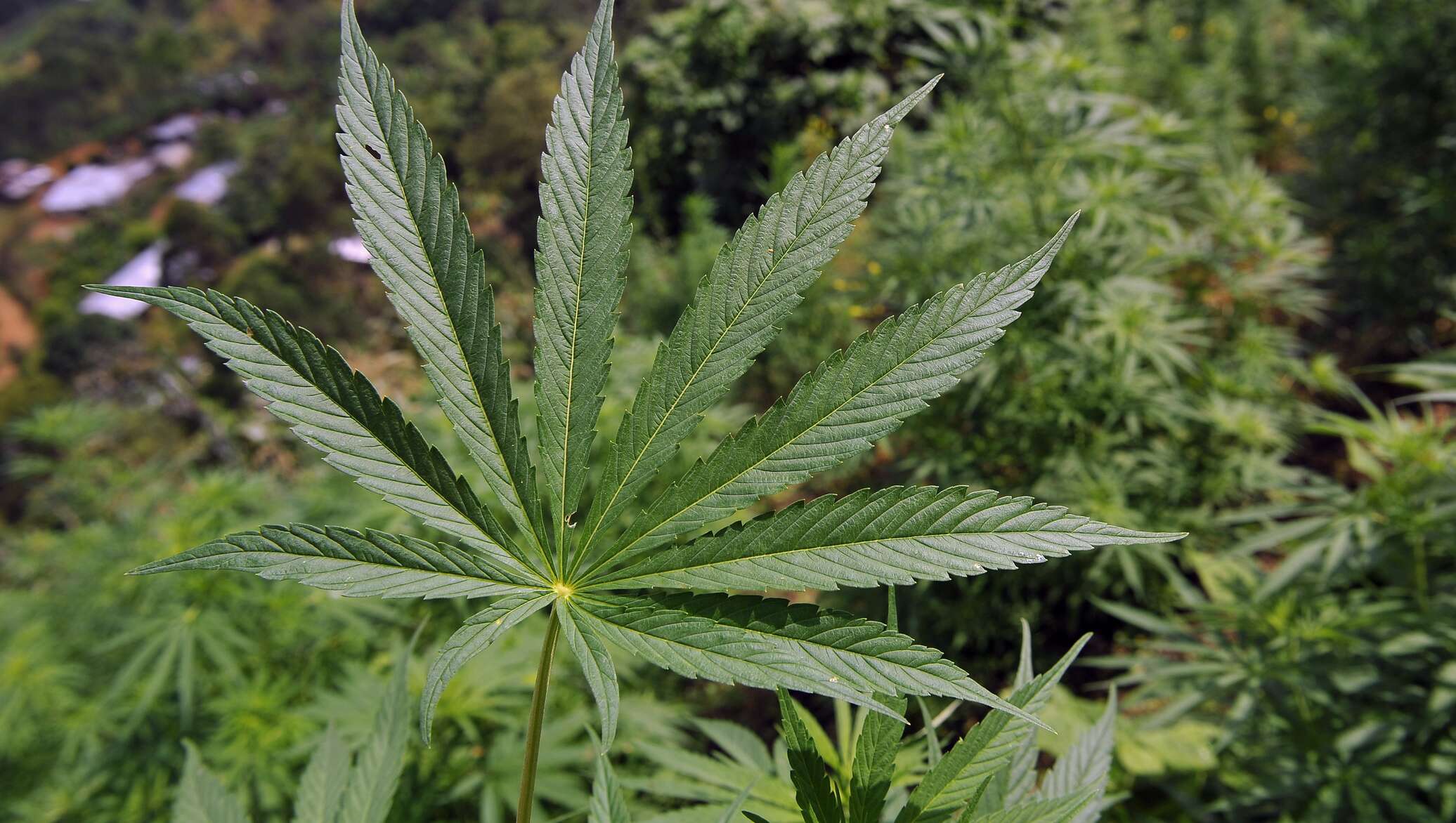К чему относится марихуана конопля семя лист