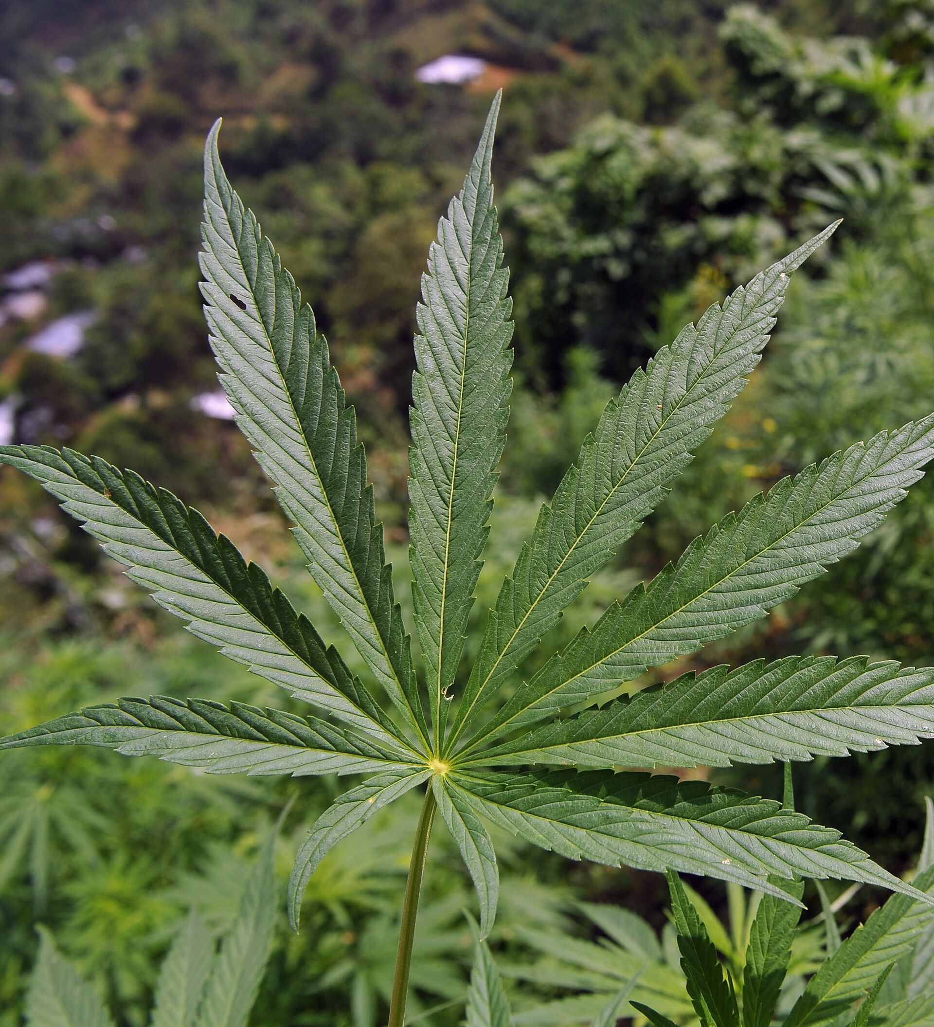 Конопля в абхазии почва выращивания марихуаны