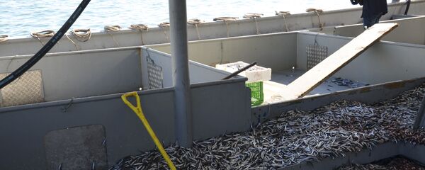 Добыча хамсы. - Sputnik Абхазия