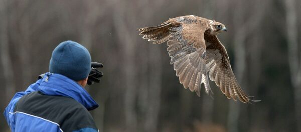 Соколиная охота. - Sputnik Абхазия