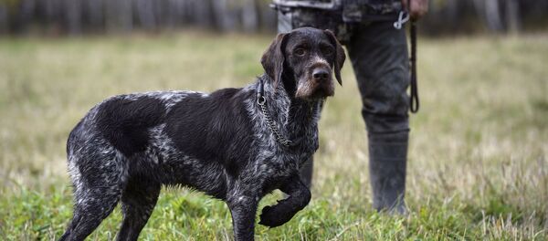 Охота. Охота. - Sputnik Абхазия