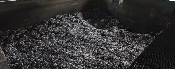 Цех по переработке хамсы. - Sputnik Абхазия