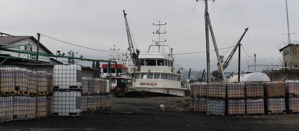 Хамса. - Sputnik Абхазия