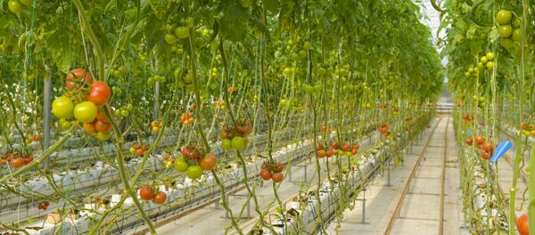 Арԥхарҭатә агрокомбинат Фруктис. Арԥхарҭатә агрокомбинат Фруктис. - Sputnik Аҧсны