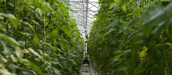 Тепличное хозяйство - Фруктис - Sputnik Абхазия