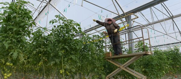 Тепличное хозяйство - Фруктис - Sputnik Абхазия