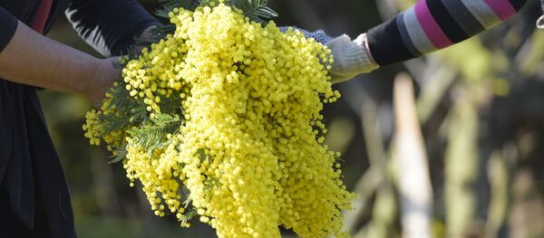 Сбор в мимозы в селе Пшап. Сбор в мимозы в селе Пшап. - Sputnik Абхазия