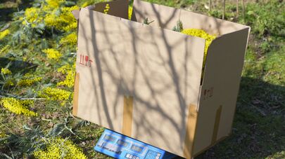 Сбор в мимозы в селе Пшап.