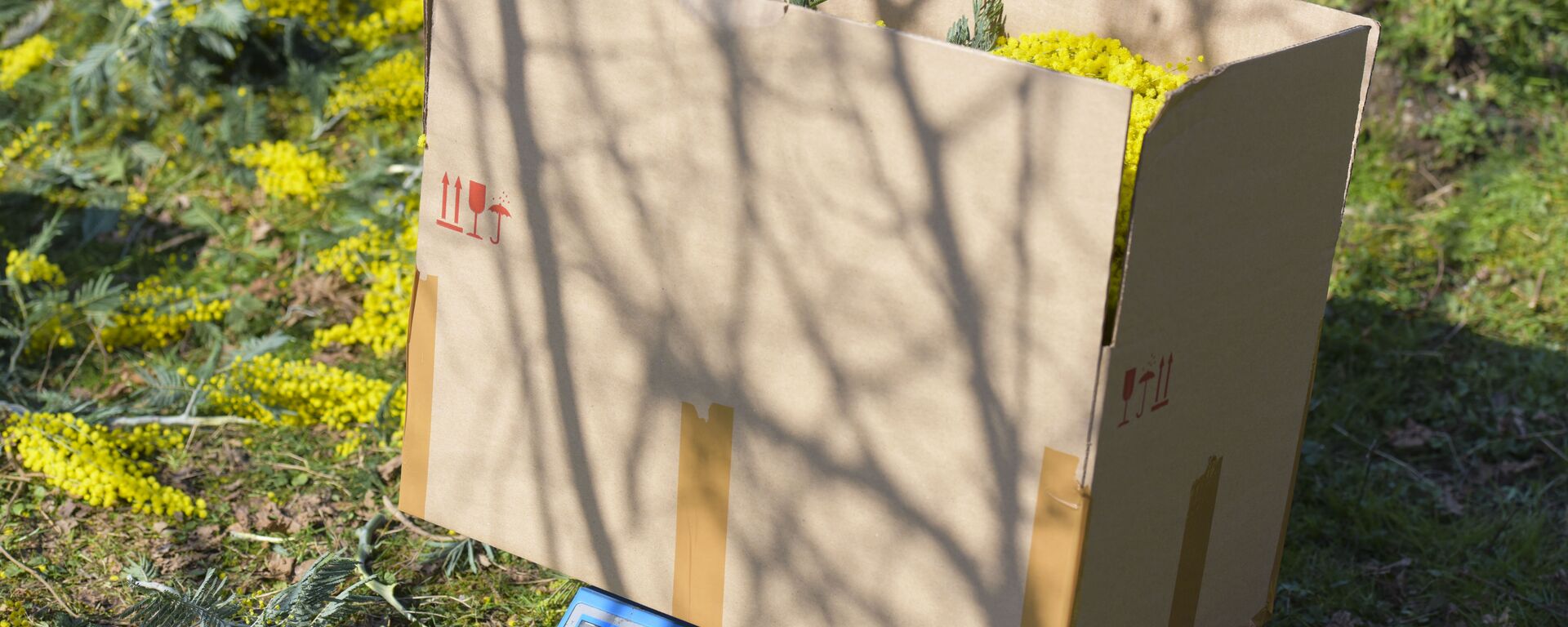 Сбор в мимозы в селе Пшап. - Sputnik Абхазия, 1920, 03.03.2026