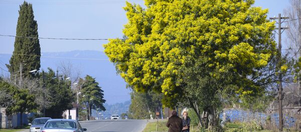 Амимоза аҟәшәара. Амимоза аҟәшәара. - Sputnik Аҧсны