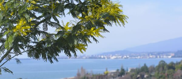 Сбор в мимозы в селе Пшап. Сбор в мимозы в селе Пшап. - Sputnik Абхазия