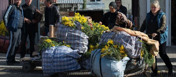 Аԥснынтәи Урыстәылаҟа амимоза ргоит. - Sputnik Аҧсны