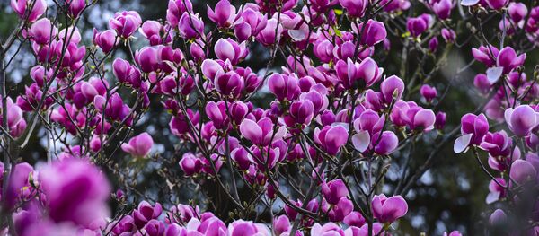 Магнолия. Магнолия. - Sputnik Абхазия