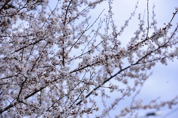 Цветение вишни Цветение вишни - Sputnik Аҧсны