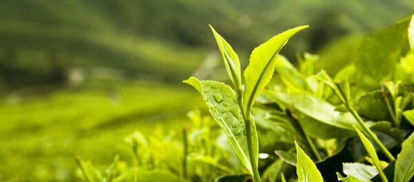 Чайная плантация. Архивное фото. Чайная плантация. Архивное фото. - Sputnik Абхазия