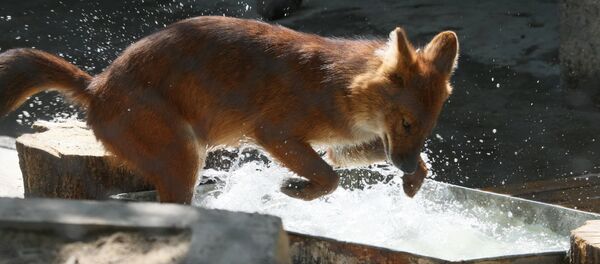 Красный волк. - Sputnik Абхазия