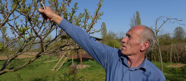 Еиуеиԥшым ашәыр хкқәа реихаҳара знапы алаку Геннади Арчелиа. Еиуеиԥшым ашәыр хкқәа реихаҳара знапы алаку Геннади Арчелиа. - Sputnik Аҧсны