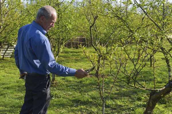Колировка фруктовых деревьев - Sputnik Абхазия
