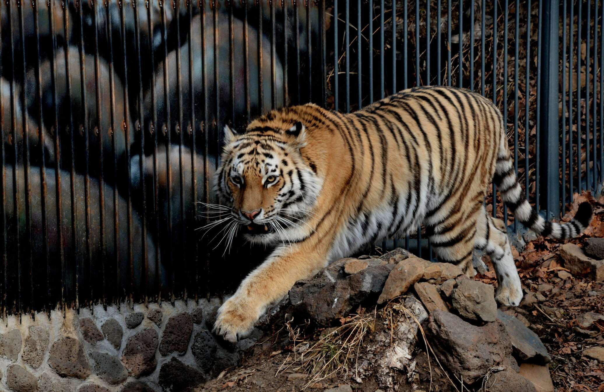 Амурский тигр Московский зоопарк клетка