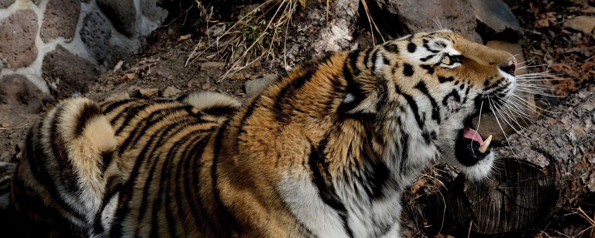 Празднование дня рождения тигра Амура в Приморском сафари-парке - Sputnik Аҧсны, 1920, 14.01.2022