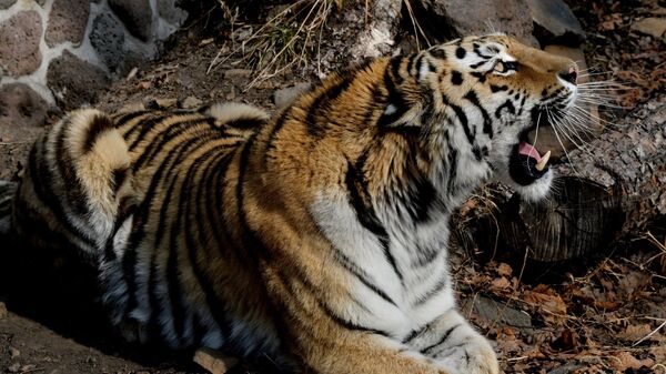 Празднование дня рождения тигра Амура в Приморском сафари-парке - Sputnik Аҧсны