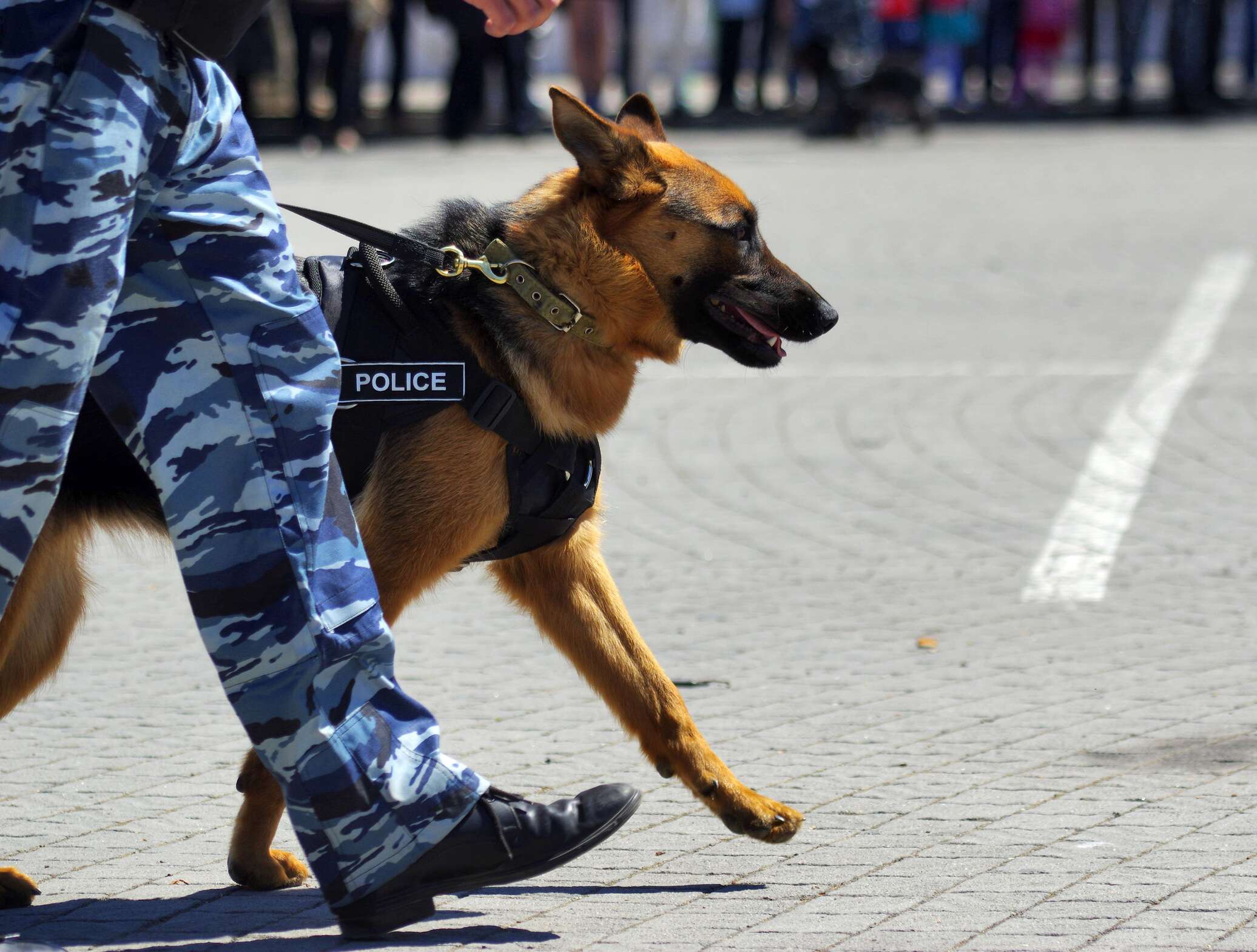 Собаки обнюхиваются. Собака которая берет след по воздуху. Овчарка овчарка искусала 1 мальчика. Немецкая овчарка на прогулке. Собака идет по следу.