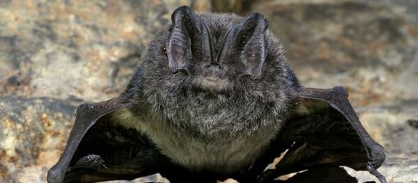 Европейская широкоушка - Sputnik Абхазия