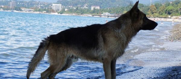 Немецкая овчарка по кличке Бакс (или Барс), ждущая своего хозяина. Немецкая овчарка по кличке Бакс (или Барс), ждущая своего хозяина. - Sputnik Абхазия