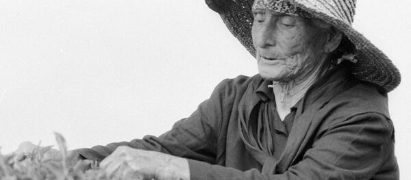 Старейшая женщина Абхазии на чайной плантации Старейшая женщина Абхазии на чайной плантации - Sputnik Абхазия