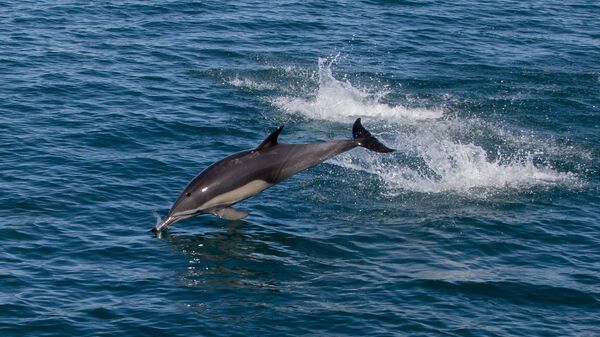 Дельфин в море. Архивное фото. - Sputnik Абхазия