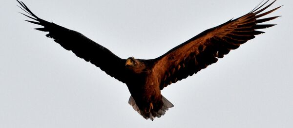 Ашьхауарба ҵыхәашкәакәа. - Sputnik Аҧсны