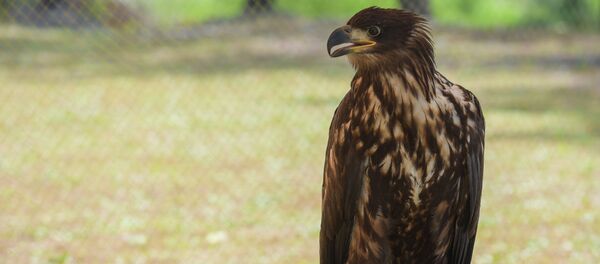 Белохвостый Орлан Белохвостый Орлан - Sputnik Абхазия